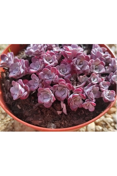 Очиток ложколистий Пурпуреум посадка